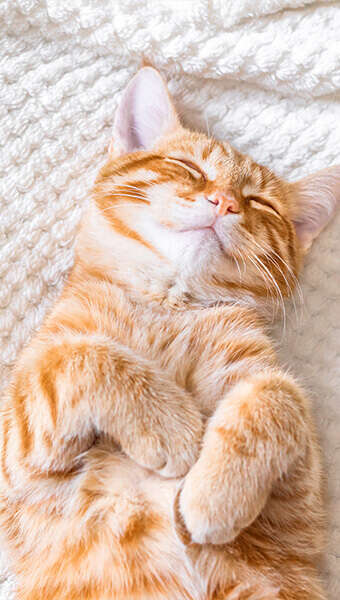 katze schlaeft auf dem ruecken